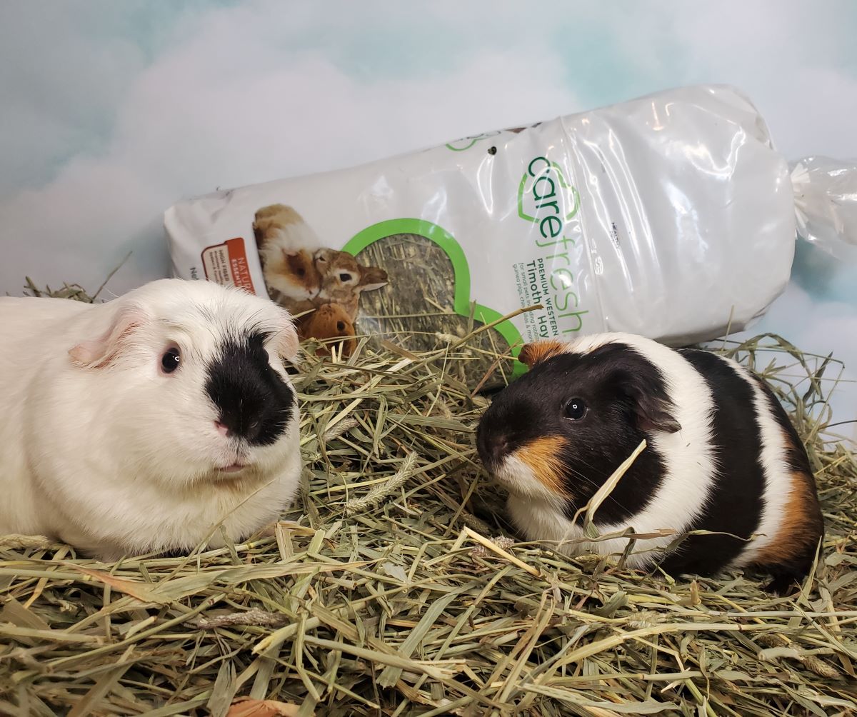 guinea pigs carefresh hay
