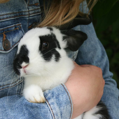 rabbit care