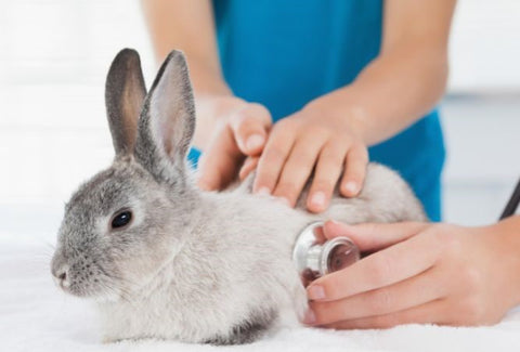 rabbit vet