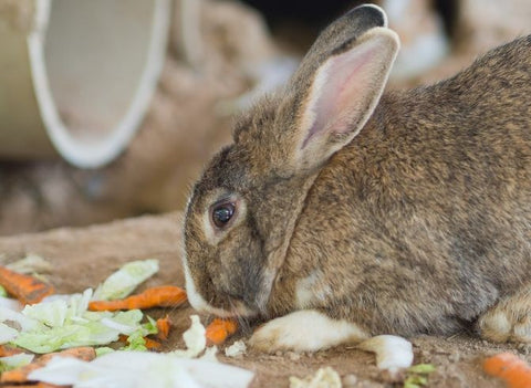 rabbit feed