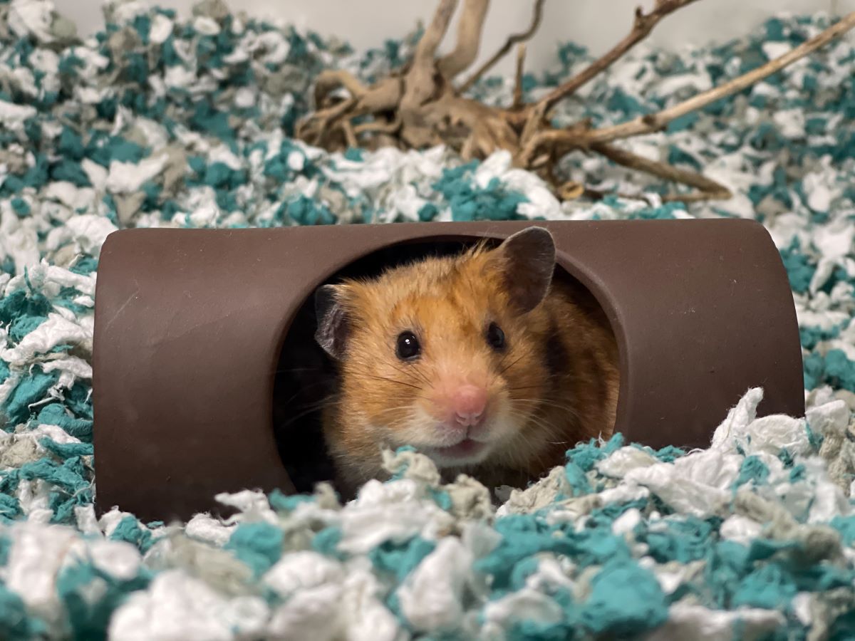 hamster bedding carefresh