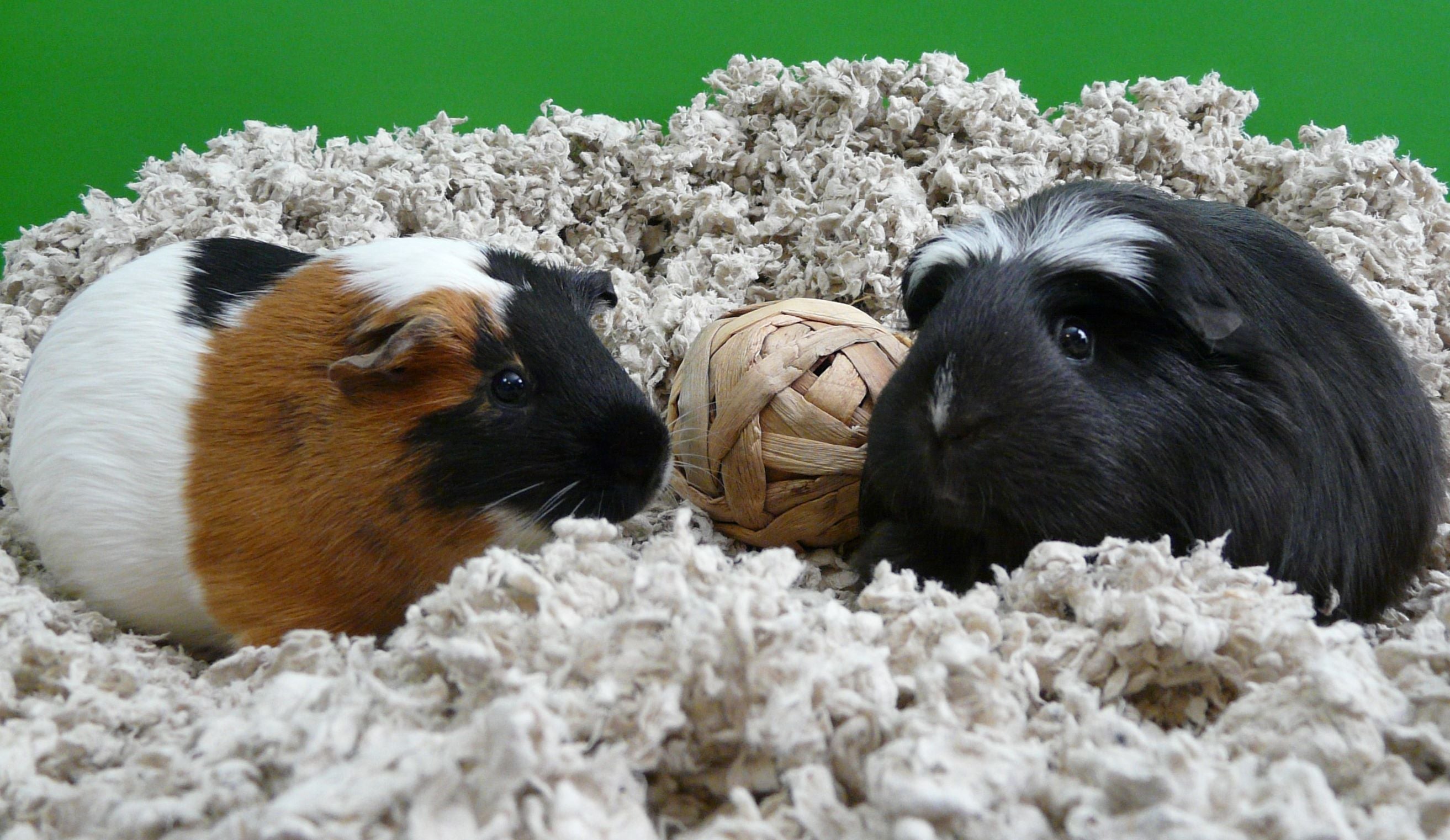 guinea pigs in carefresh small pet bedding
