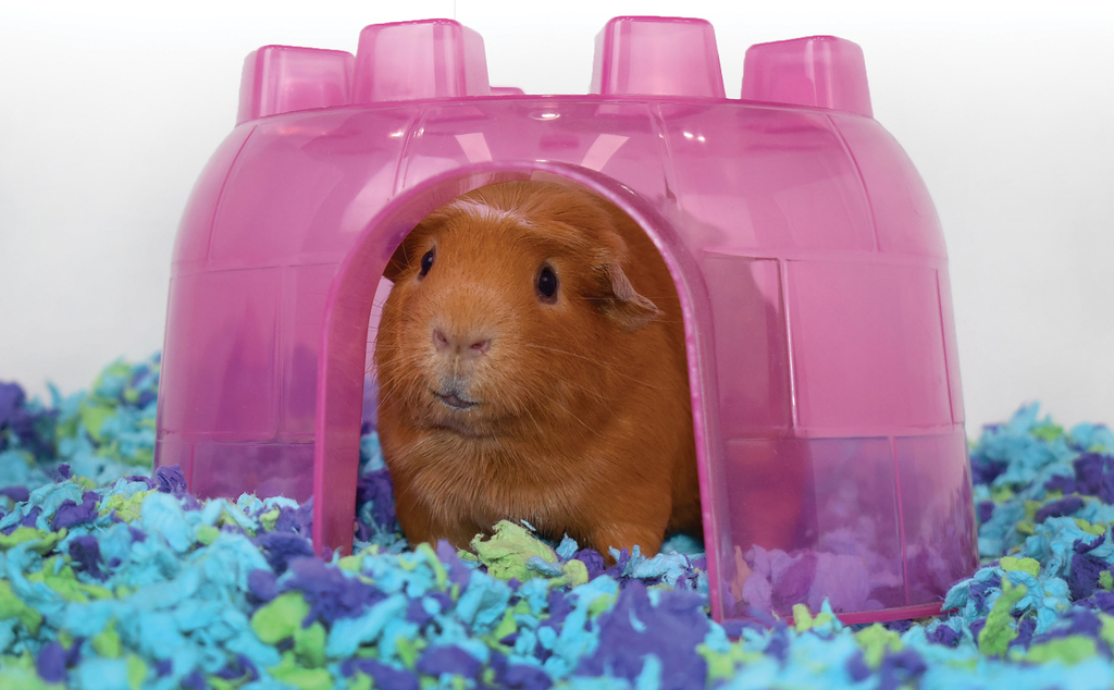 guinea pig odor control