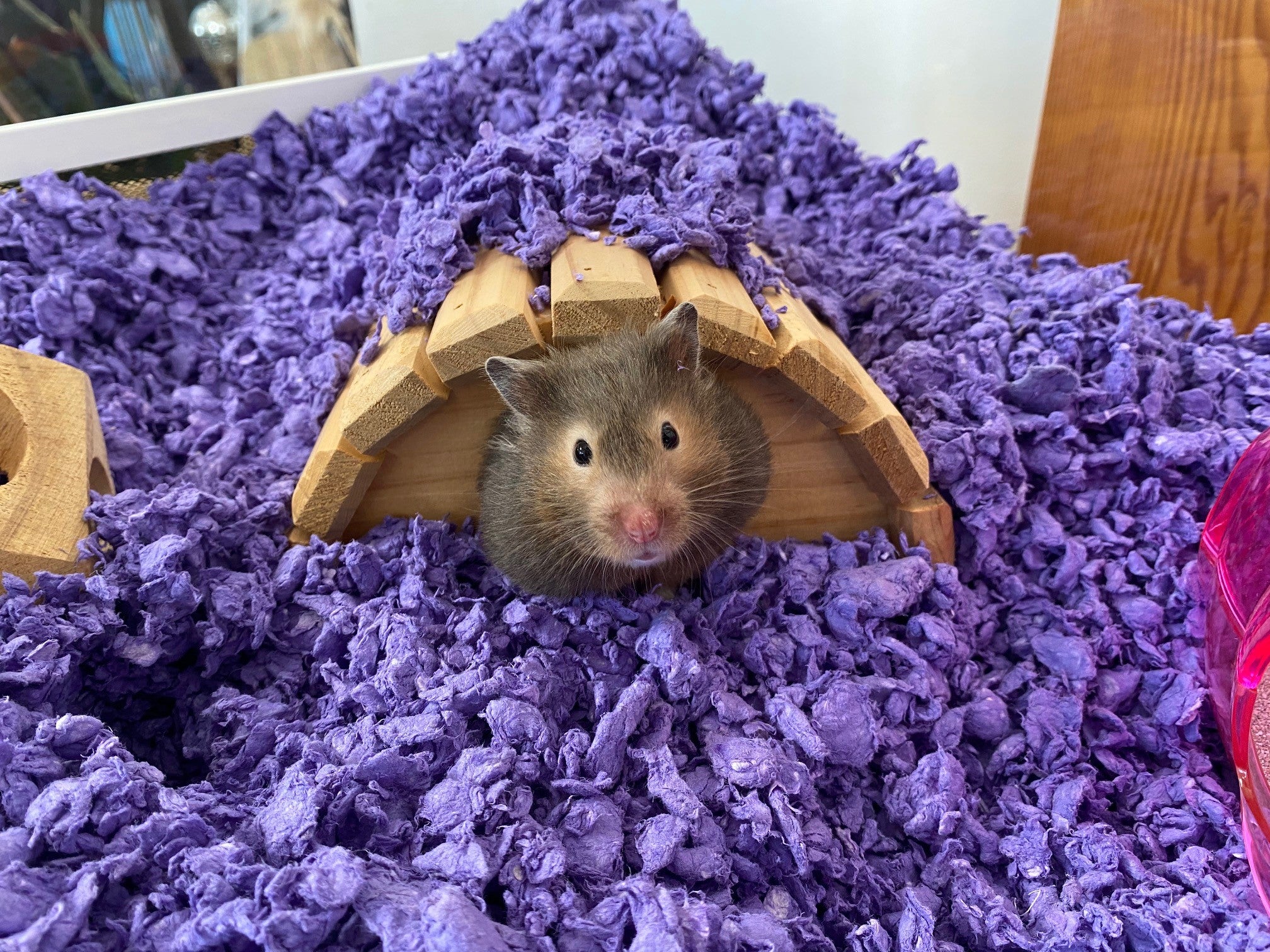 hamster care in purple carefresh bedding