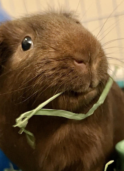 guinea pig care