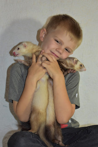 ferret