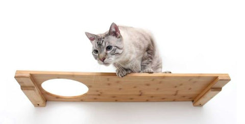 cat shelf