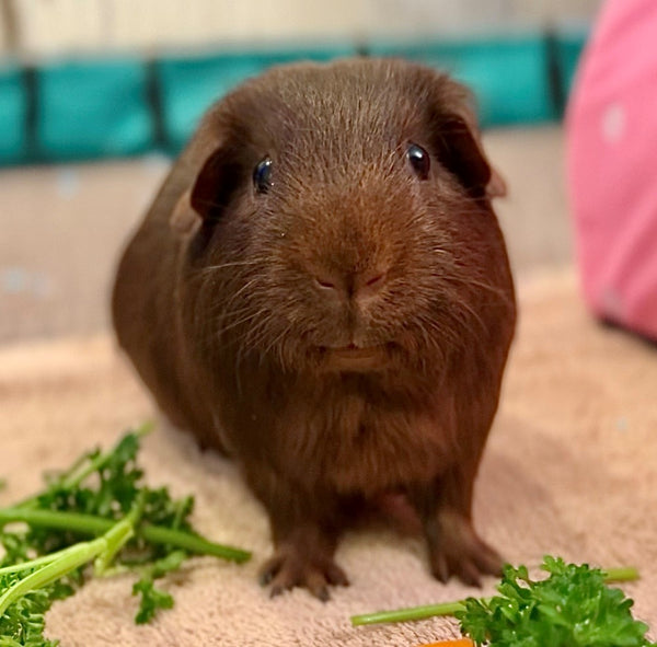 guinea pig