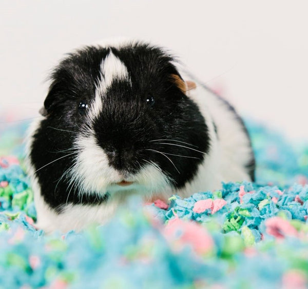 carefresh guinea pig