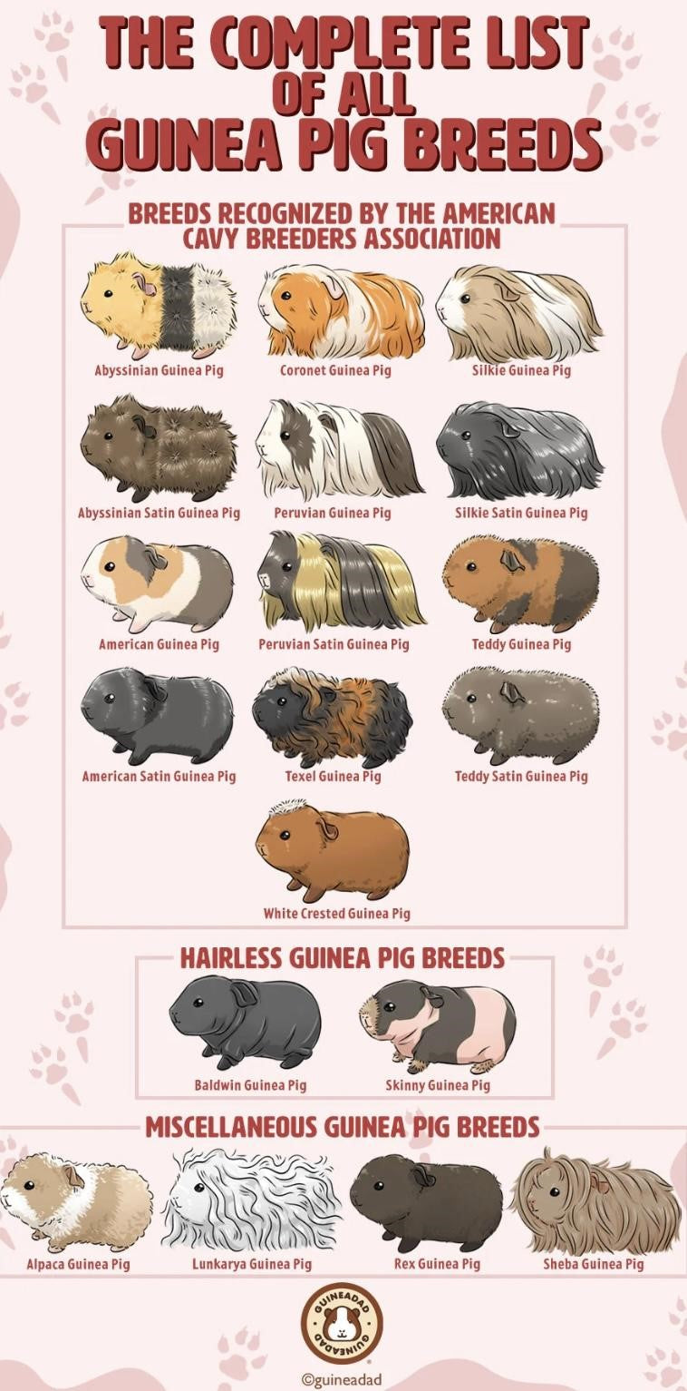 guinea pig breeds