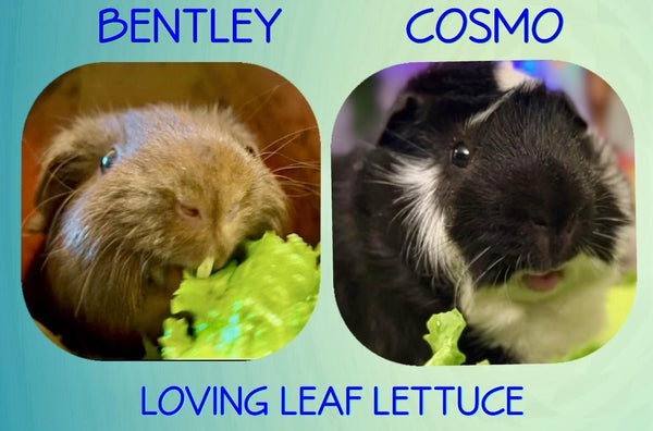 guinea pig leaf lettuce