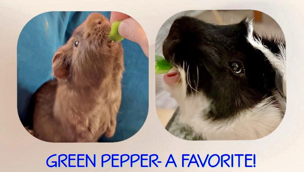 guinea pig peppers