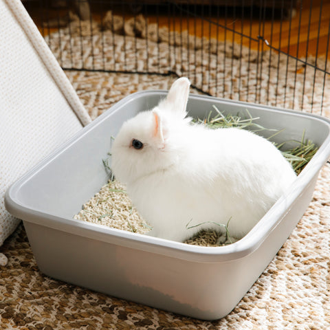 rabbit litter box