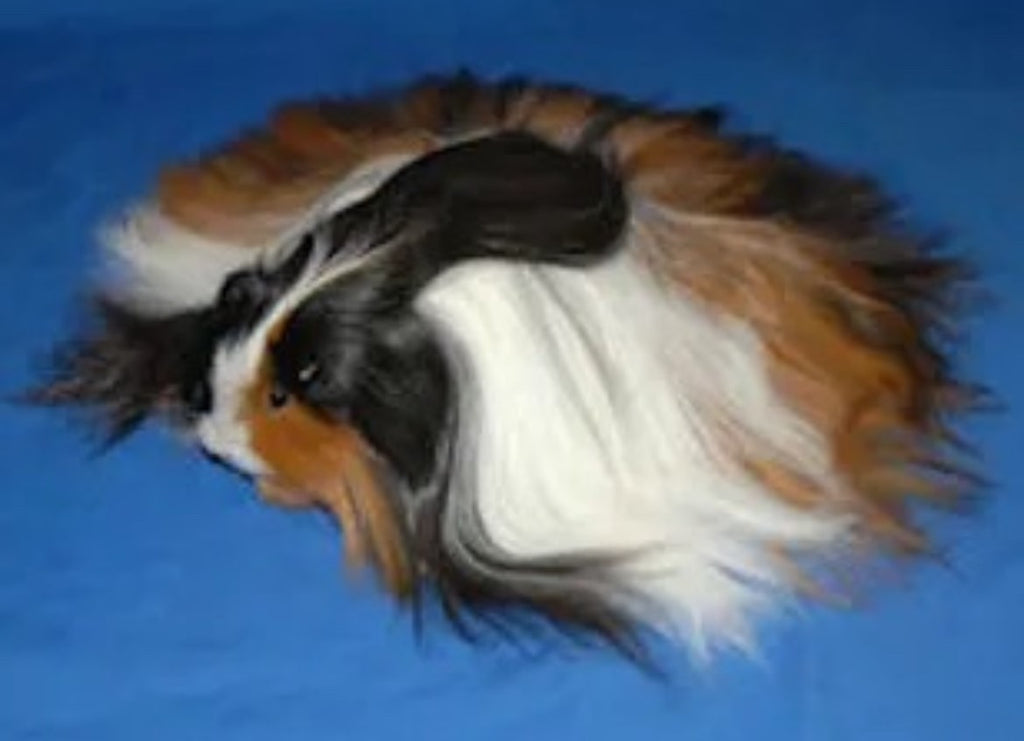 guinea pig breed