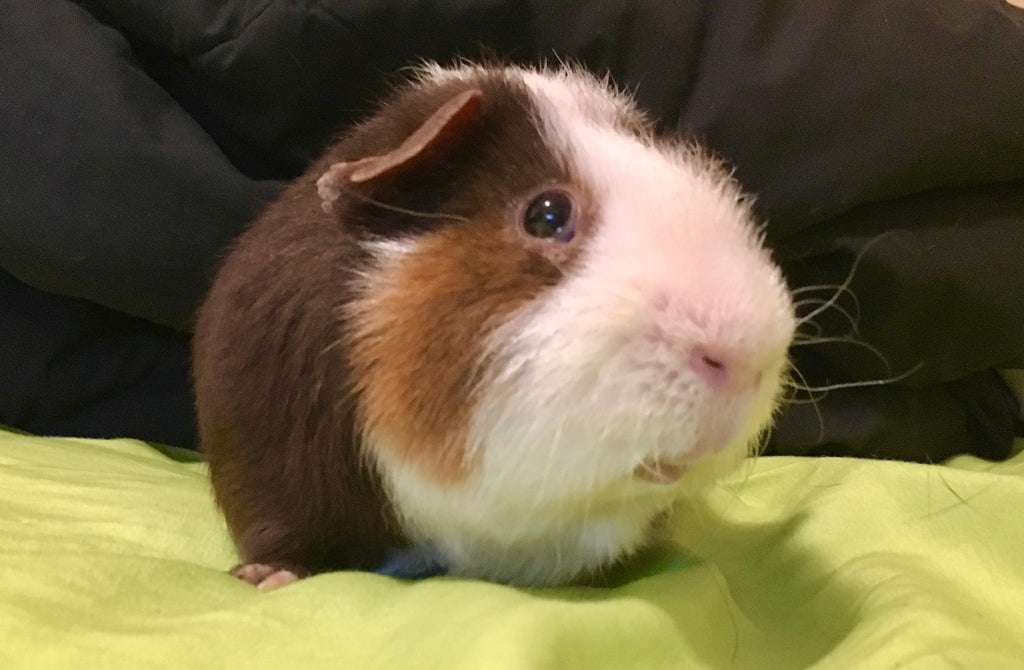 guinea pig breed