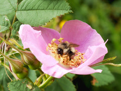 nootka rose and bee