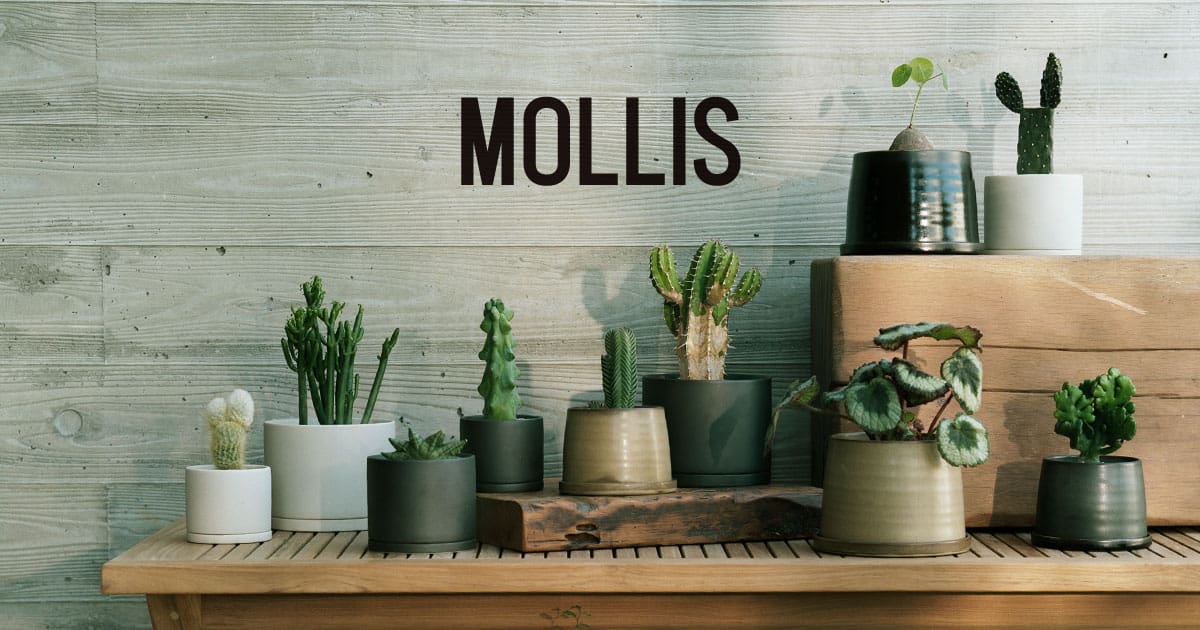 MOLLIS