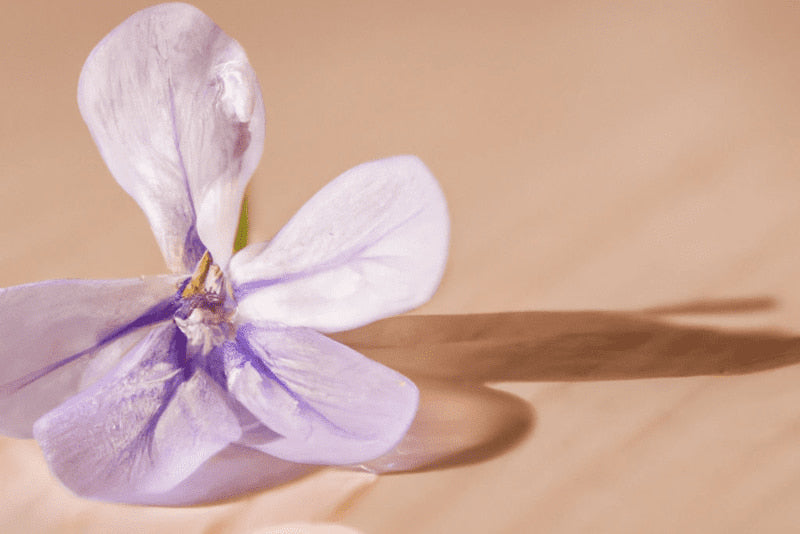 Características de perfumes con notas de violeta