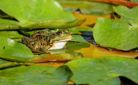 Frogs in a wildlife pond that has been covered for pond safety