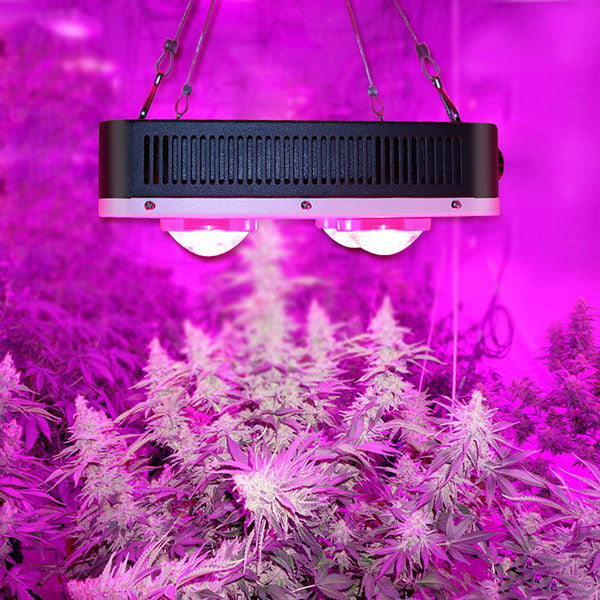 Lumière de plante LED ultra-mince 100W, lumière de croissance COB
