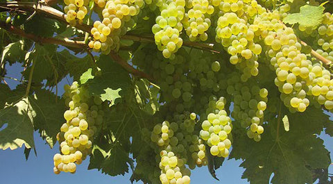 Colombard grapes druer