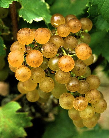 Semillon druer grapes