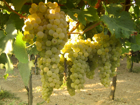 Trebbiano Druer