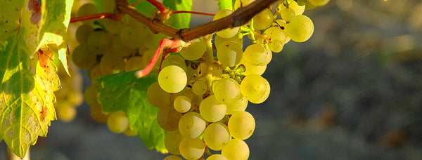 De største beplantninger af Riesling druen udenfor Tyskland