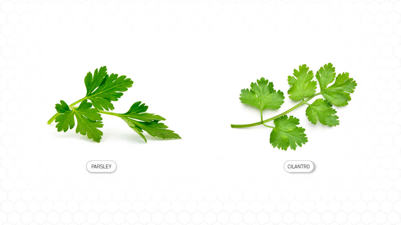 Parsley Vs Cilantro A Comprehensive Guide Hexclad Cookware 4499