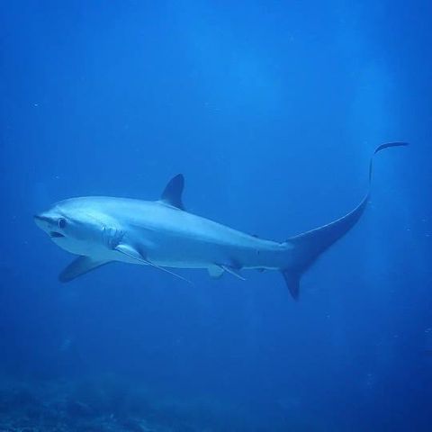 Thresher Shark Malapascua