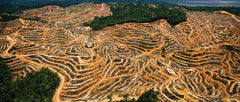 Deforestation For Mining Of Gold