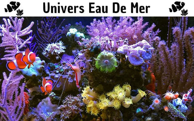 Bao Aquarium Boutique Daquariophilie Eau Douce Et Eau De Mer