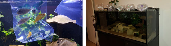 Démarrage de l'aquarium d'eau douce et entretien de l'aquarium d'eau douce  - Sarterkit Contenance 250 ml