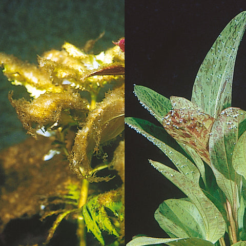 Comment démarrer son aquarium- Conseils daphbio