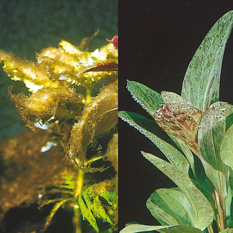 algues-indesirables-dans-aquarium-eau-douce