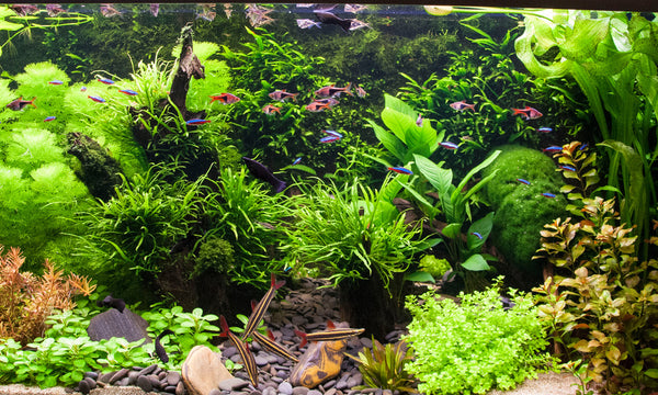 aquarium-eau-douce-plante