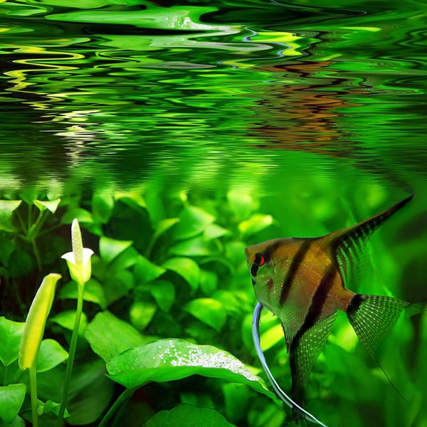 Soins des plantes aquatiques : Aquariophilie eau douce