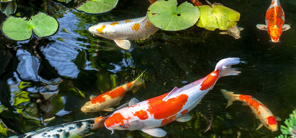 bassin-carpes-koi