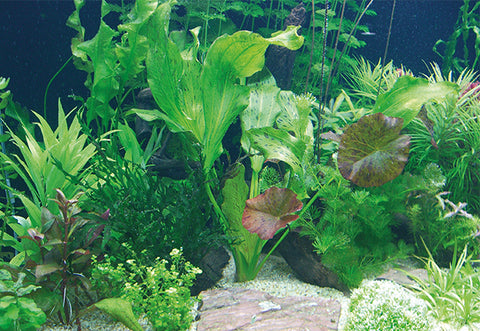 La vie des plantes aquatiques en aquarium