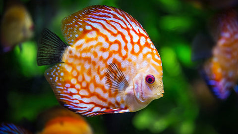 discus-poisson-en-bonne-sante-aquarium-eau-douce