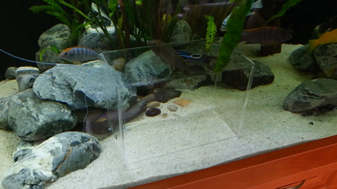 Épuisettes pour poissons - Accessoires Aquarium - Achat / Vente