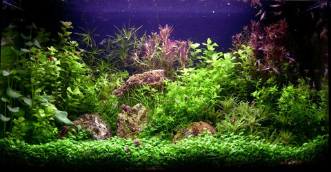 Détendeurs CO2 aquarium : conseils importants