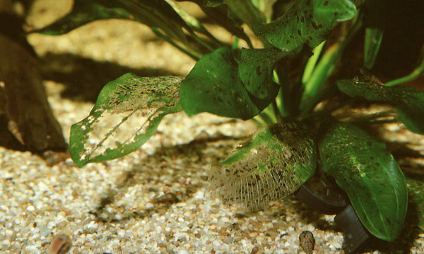 plantes-d-aquarium-malsaines