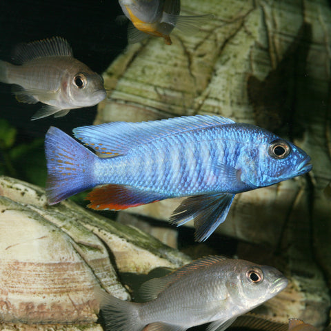 Les plantes à privilégier dans son aquarium d'eau douce