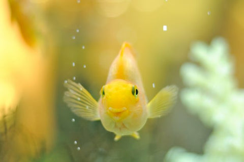 Sol nutritif d'aquarium, le guide ultime pour tout savoir