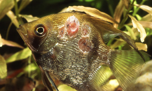 maladie-de-poisson-d-aquarium