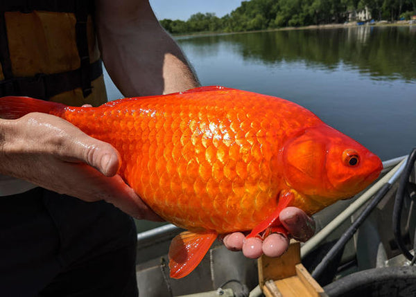 Le poisson rouge en aquarium : conseils et bonnes pratiques