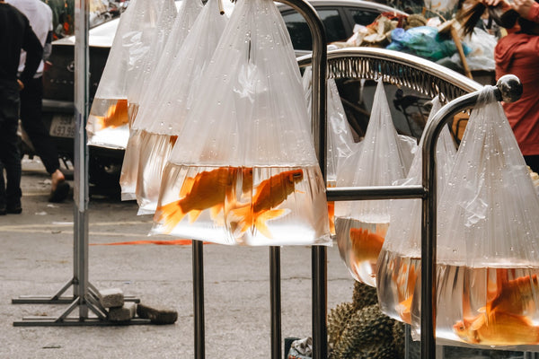 poissons-rouges-dans-sachet