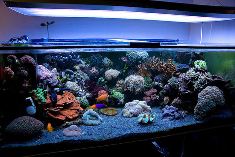 sable-noir-pour-aquarium-marin-sab