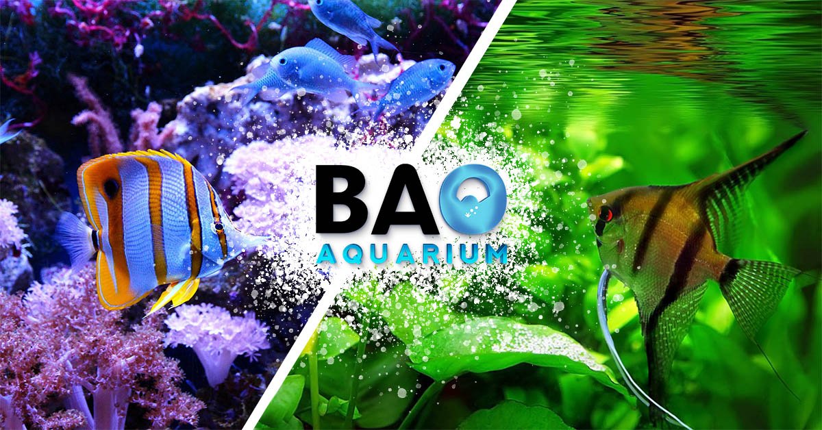 Un aquarium de 40L Aquascapé - Aqua News